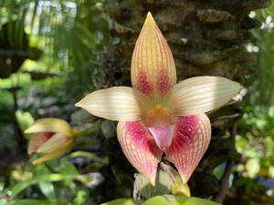 Bulbophyllum facetum