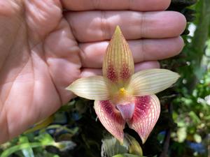 Bulbophyllum facetum