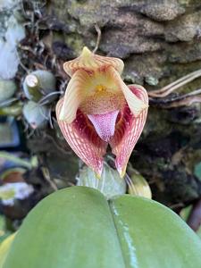 Bulbophyllum facetum