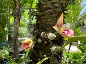 Bulbophyllum facetum