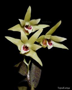 Dendrobium moniliforme