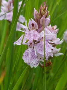 Dactylorhiza maculata subsp. maculata