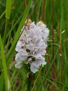 Dactylorhiza maculata subsp. maculata