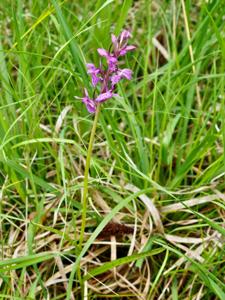 Dactylorhiza traunsteineri