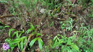 Dactylorhiza foliosa