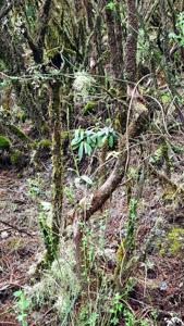 Dactylorhiza foliosa