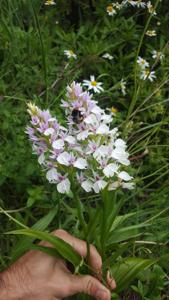 Dactylorhiza foliosa
