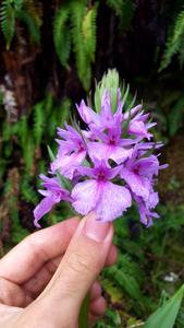 Dactylorhiza foliosa