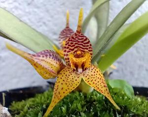 Dryadella edwallii