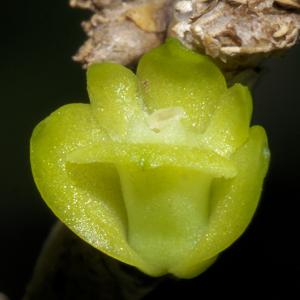 Dendrobium indivisum var. pallidum