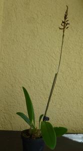 Bulbophyllum saltatorium var. albociliatum
