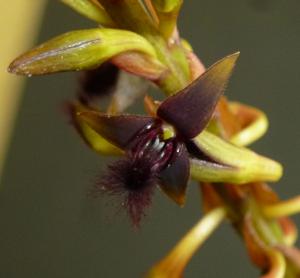 Bulbophyllum saltatorium var. albociliatum