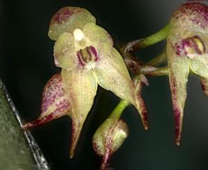 Bulbophyllum scabratum