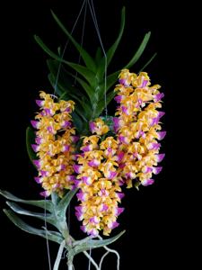 Aerides houlletiana