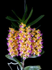 Aerides houlletiana