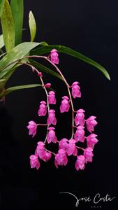 Oncidium strictum