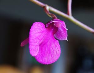 Comparettia falcata