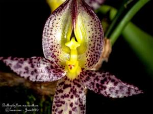 Bulbophyllum macranthum