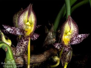 Bulbophyllum macranthum