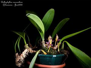 Bulbophyllum macranthum