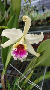 Cattleya rex