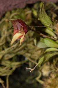 Lepanthes quadricornis