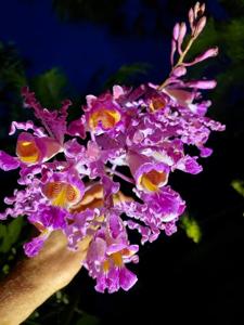 Myrmecophila exaltata