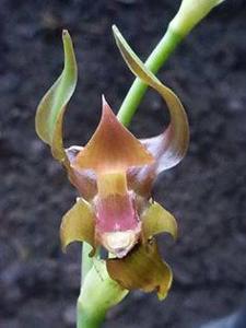 Galeottia acuminata