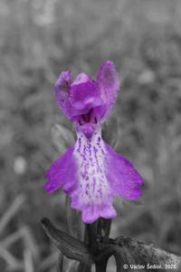 Anacamptis palustris