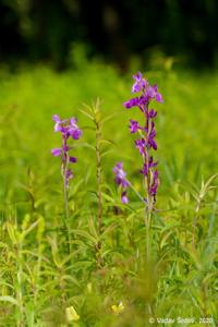 Anacamptis palustris