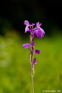 Anacamptis palustris