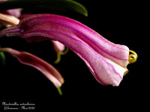 Masdevallia notosibirica