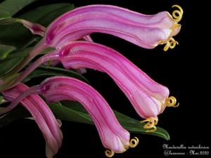 Masdevallia notosibirica