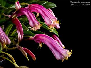 Masdevallia notosibirica