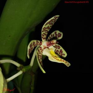 Trichoglottis guibertii