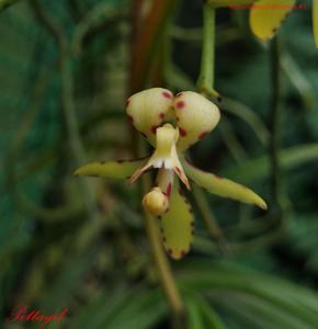 Renanthera histrionica