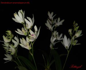 Dendrobium anamalayanum