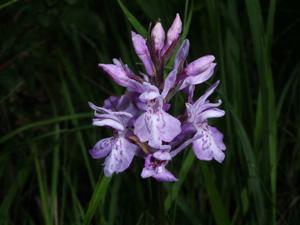 Dactylorhiza maculata