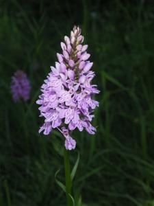 Dactylorhiza maculata