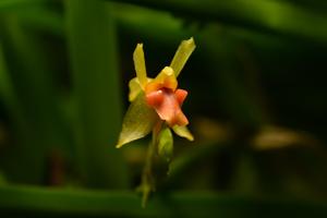 Stichorkis gibbosa