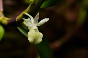 Dendrobium connatum