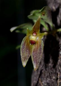 Barbosella australis