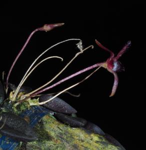 Bulbophyllum obyrnei