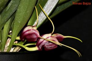 Masdevallia discoidea