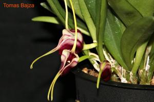 Masdevallia discoidea