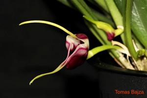 Masdevallia discoidea