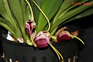 Masdevallia discoidea