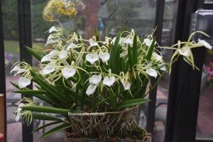 Brassavola nodosa