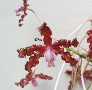 Laelia moyobambae