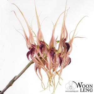 Bulbophyllum pahudii